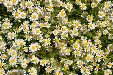 Papatya çiçeği. İlaç papatya. Tıbbi bitki papatya, çiçekli.