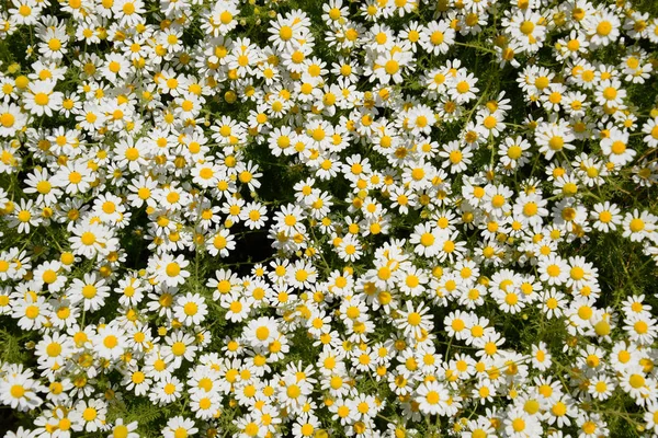 Kwiaty Rumianku Farmaceutycznych Rumianek Roślina Lecznicza Rumianek Kwitnienia — Zdjęcie stockowe