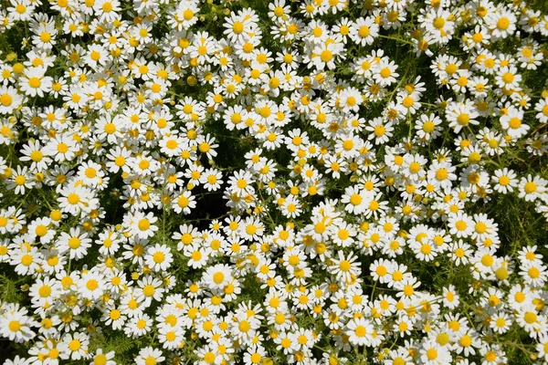 Flores Camomila Camomila Farmacêutica Camomila Plantas Medicinais Floração — Fotografia de Stock