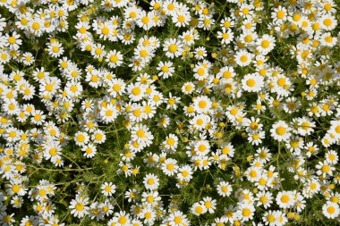 Papatya çiçeği. İlaç papatya. Tıbbi bitki papatya, çiçekli.