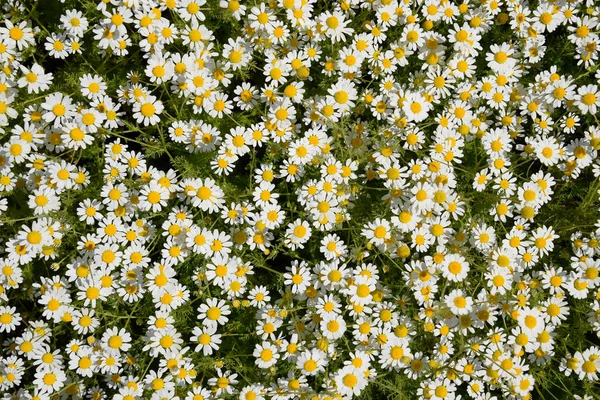 Flores Camomila Camomila Farmacêutica Camomila Plantas Medicinais Floração — Fotografia de Stock