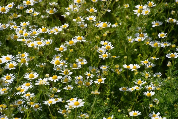 Kamillenblüten Pharmazeutische Kamille Heilpflanze Kamille Blühend — Stockfoto