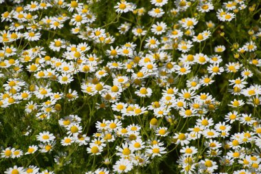 Papatya çiçeği. İlaç papatya. Tıbbi bitki papatya, çiçekli.