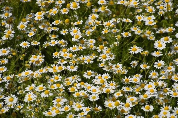 Kamillenblüten Pharmazeutische Kamille Heilpflanze Kamille Blühend — Stockfoto