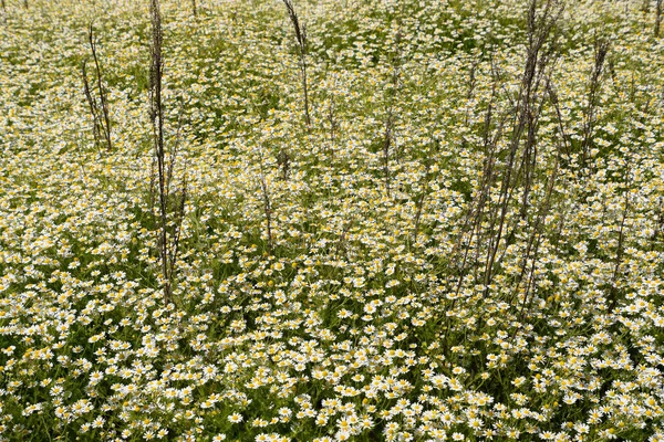 Kamomillblommor Farmaceutiska Kamomill Medicinalväxt Kamomill Blommande — Stockfoto