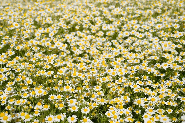 Kamomillblommor Farmaceutiska Kamomill Medicinalväxt Kamomill Blommande — Stockfoto