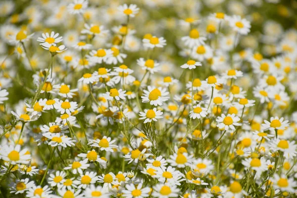 Flores Camomila Camomila Farmacêutica Camomila Plantas Medicinais Floração — Fotografia de Stock