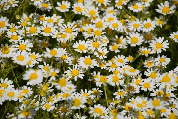 Květy Heřmánku Farmaceutická Heřmánkem Léčivé Rostliny Heřmánek Kvetoucí — Stock fotografie
