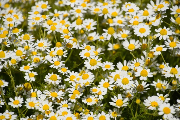 Flores Camomila Camomila Farmacêutica Camomila Plantas Medicinais Floração — Fotografia de Stock