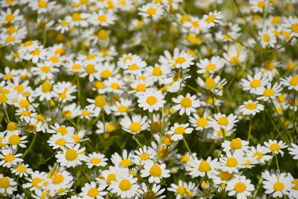 Flores Camomila Camomila Farmacêutica Camomila Plantas Medicinais Floração — Fotografia de Stock