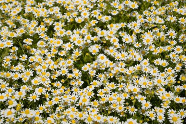 Papatya çiçeği. İlaç papatya. Tıbbi bitki papatya, çiçekli.