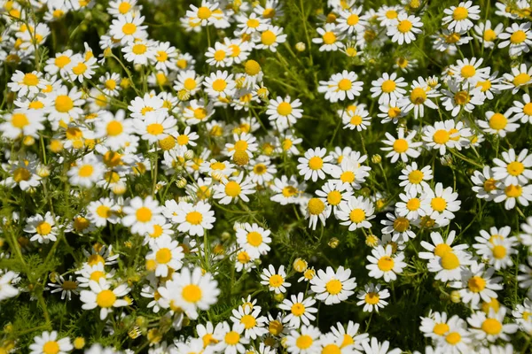 Kwiaty Rumianku Farmaceutycznych Rumianek Roślina Lecznicza Rumianek Kwitnienia — Zdjęcie stockowe