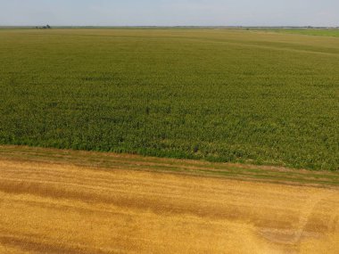 Mısır ve alanın eğimli buğday tarlası. Yeşil Mısır blooms sahada. Büyüme ve mısır koçanı olgunlaşma döneminde
