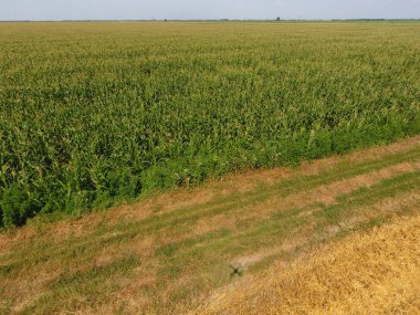 Mısır ve alanın eğimli buğday tarlası. Yeşil Mısır blooms sahada. Büyüme ve mısır koçanı olgunlaşma döneminde