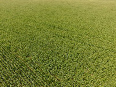 Mısır tarlası. Yeşil Mısır blooms sahada. Büyüme ve mısır koçanı olgunlaşma döneminde