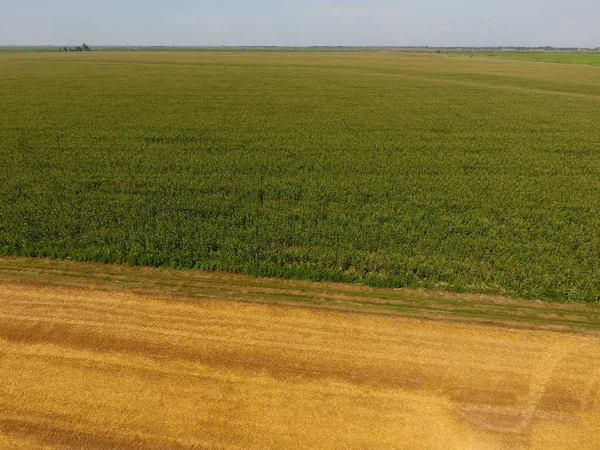 Mısır ve alanın eğimli buğday tarlası. Yeşil Mısır blooms sahada. Büyüme ve mısır koçanı olgunlaşma döneminde