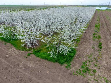 Prunus avium çiçekli kiraz. Bir ağaç dalı kiraz çiçekleri.