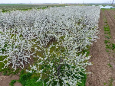 Prunus avium çiçekli kiraz. Bir ağaç dalı kiraz çiçekleri.