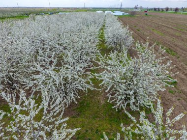 Prunus avium çiçekli kiraz. Bir ağaç dalı kiraz çiçekleri.