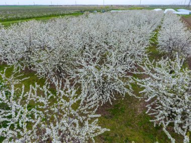 Prunus avium çiçekli kiraz. Bir ağaç dalı kiraz çiçekleri.