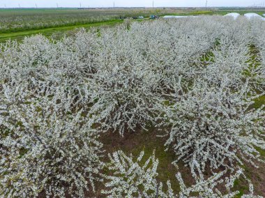 Prunus avium çiçekli kiraz. Bir ağaç dalı kiraz çiçekleri.