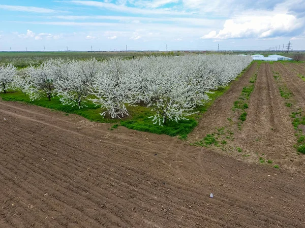 Prunus avium çiçekli kiraz. Bir ağaç dalı kiraz çiçekleri.