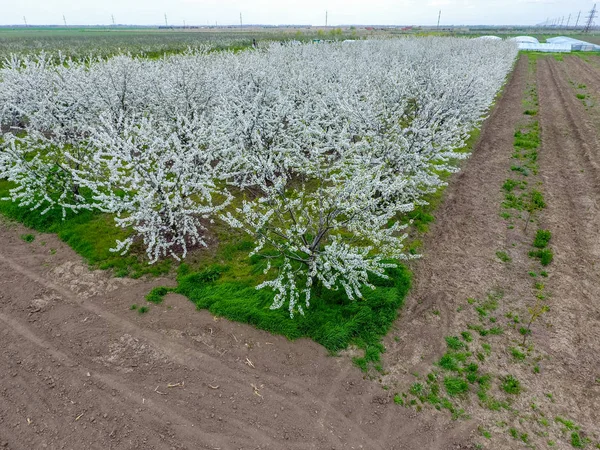 Prunus avium çiçekli kiraz. Bir ağaç dalı kiraz çiçekleri.