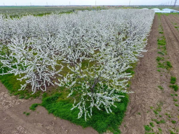 Prunus avium çiçekli kiraz. Bir ağaç dalı kiraz çiçekleri.