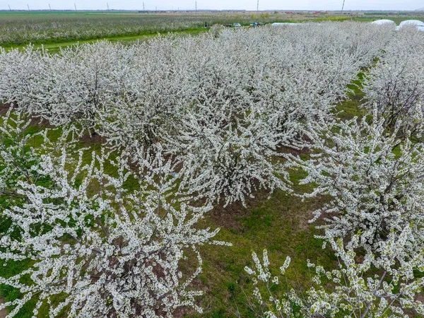 Prunus avium çiçekli kiraz. Bir ağaç dalı kiraz çiçekleri.