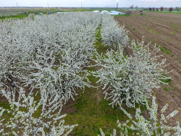 Prunus avium çiçekli kiraz. Bir ağaç dalı kiraz çiçekleri.