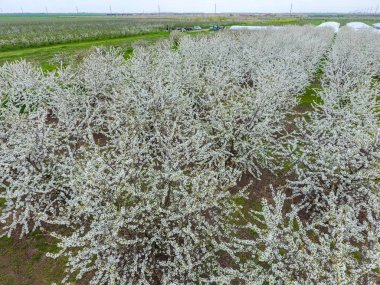 Prunus avium çiçekli kiraz. Bir ağaç dalı kiraz çiçekleri.