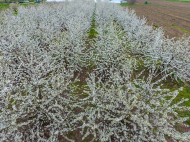 Prunus avium çiçekli kiraz. Bir ağaç dalı kiraz çiçekleri.