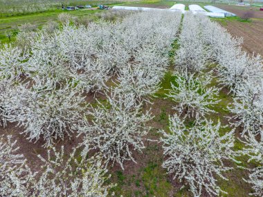 Prunus avium çiçekli kiraz. Bir ağaç dalı kiraz çiçekleri.