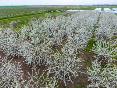 Prunus avium çiçekli kiraz. Bir ağaç dalı kiraz çiçekleri.