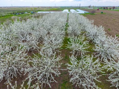 Prunus avium çiçekli kiraz. Bir ağaç dalı kiraz çiçekleri.
