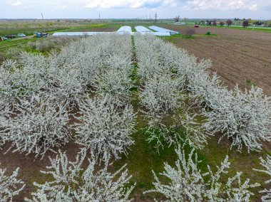 Prunus avium çiçekli kiraz. Bir ağaç dalı kiraz çiçekleri.
