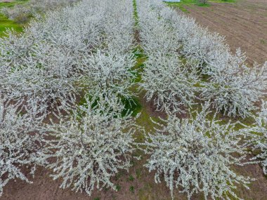 Prunus avium çiçekli kiraz. Bir ağaç dalı kiraz çiçekleri.