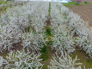 Prunus avium çiçekli kiraz. Bir ağaç dalı kiraz çiçekleri.