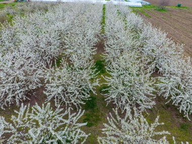 Prunus avium çiçekli kiraz. Bir ağaç dalı kiraz çiçekleri.