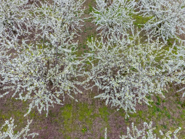 Prunus Avium Virágzás Cseresznye Cseresznye Virágok Ága — Stock Fotó