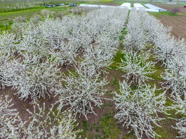 Prunus avium çiçekli kiraz. Bir ağaç dalı kiraz çiçekleri.