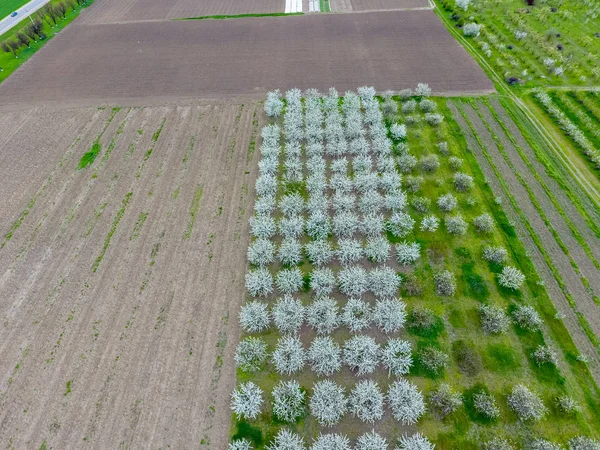 Prunus Avium Kwitnienia Wiśni Wiśniowe Kwiaty Gałęzi Drzewa — Zdjęcie stockowe