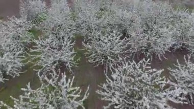 Prunus avium çiçekli kiraz. Bir ağaç dalı kiraz çiçekleri.