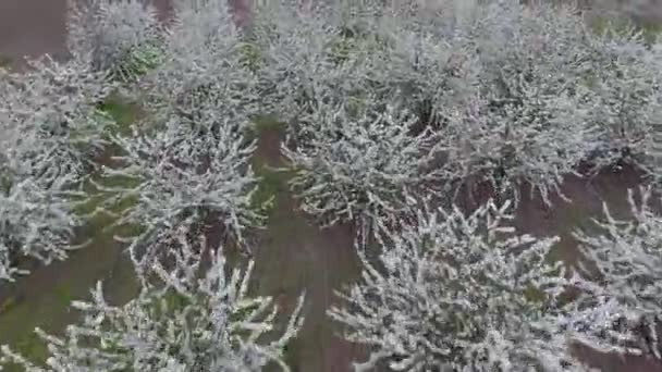 Prunus Avium Sierkers Cherry Bloemen Een Boomtak — Stockvideo