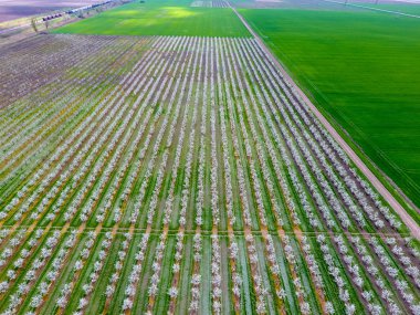 Çiçek açması genç Erik Bahçe, en iyi görünüm. Erik çiçek Bahçe üzerinde dron yayılımı