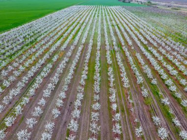 Çiçek açması genç Erik Bahçe, en iyi görünüm. Erik çiçek Bahçe üzerinde dron yayılımı
