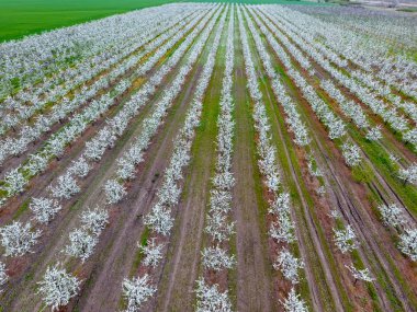 Çiçek açması genç Erik Bahçe, en iyi görünüm. Erik çiçek Bahçe üzerinde dron yayılımı
