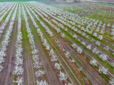 Çiçek açması genç Erik Bahçe, en iyi görünüm. Erik çiçek Bahçe üzerinde dron yayılımı