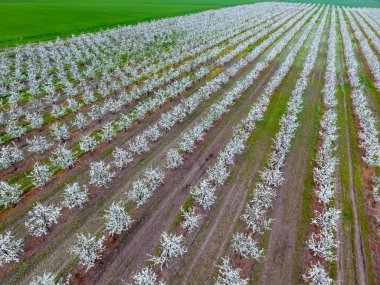 Çiçek açması genç Erik Bahçe, en iyi görünüm. Erik çiçek Bahçe üzerinde dron yayılımı