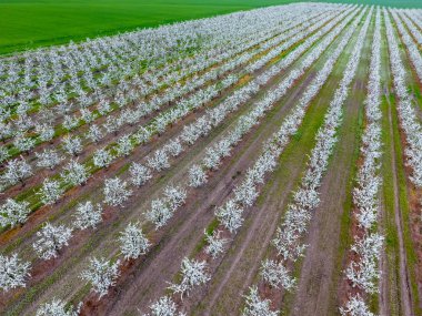 Çiçek açması genç Erik Bahçe, en iyi görünüm. Erik çiçek Bahçe üzerinde dron yayılımı
